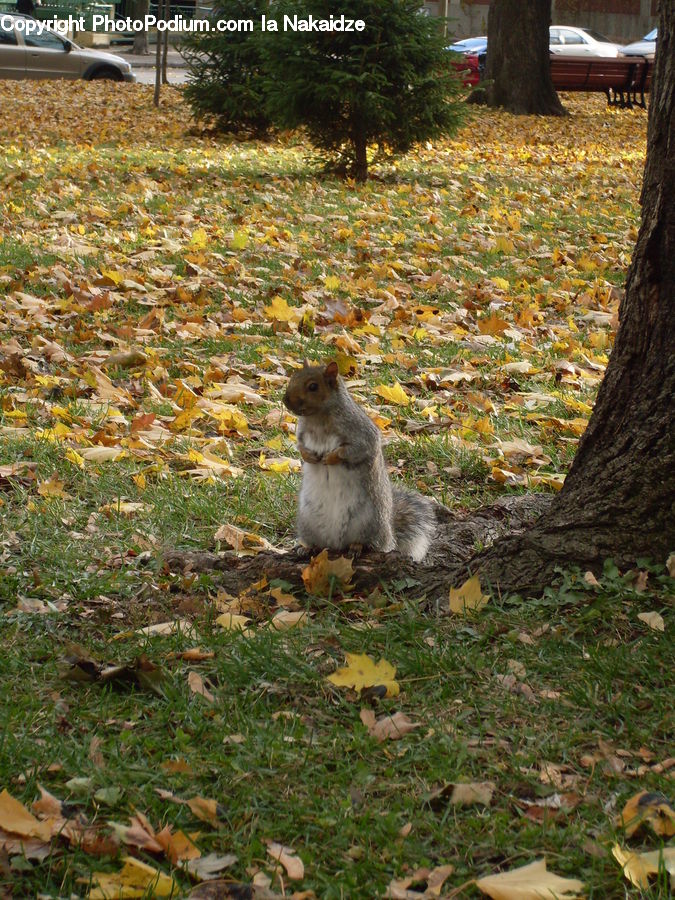 Animal, Mammal, Rodent, Squirrel, Ground, Soil, Weasel