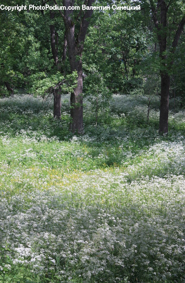 Forest, Jungle, Rainforest, Vegetation, Oak, Tree, Wood