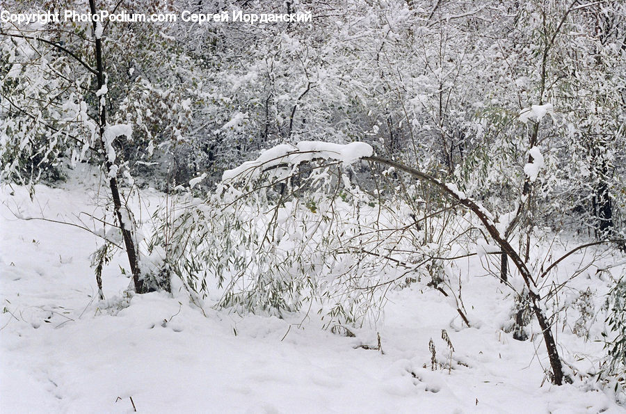 Ice, Outdoors, Snow, Forest, Vegetation, Plant, Tree