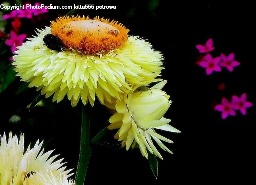 Plant, Potted Plant, Blossom, Flora, Flower, Cosmos, Asteraceae