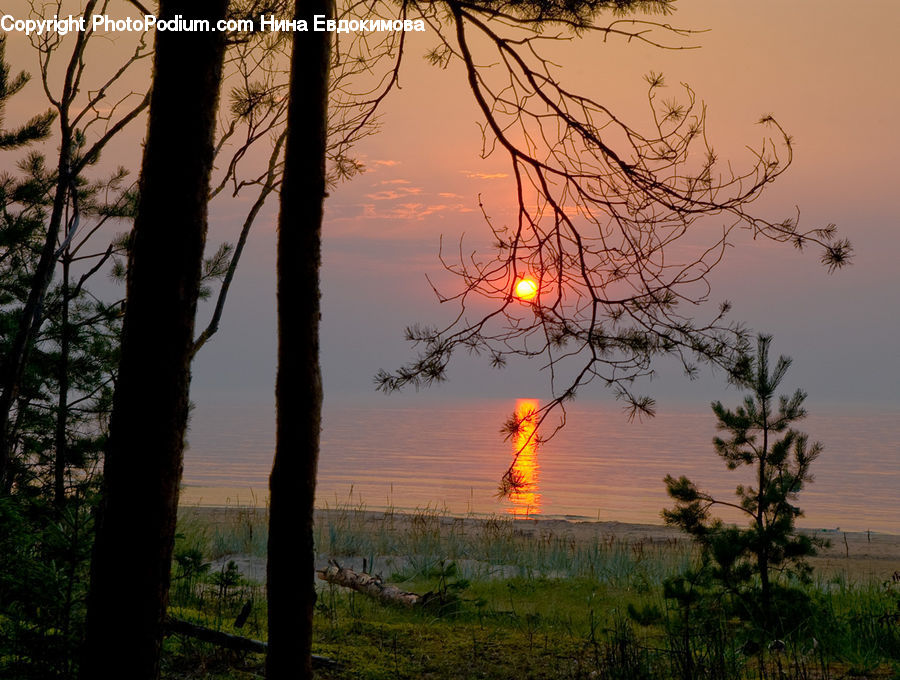 Dawn, Dusk, Sky, Sunrise, Sunset, Plant, Tree