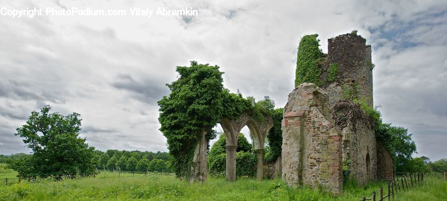 Ruins, Oak, Tree, Wood, Plant, Sycamore, Tree Trunk