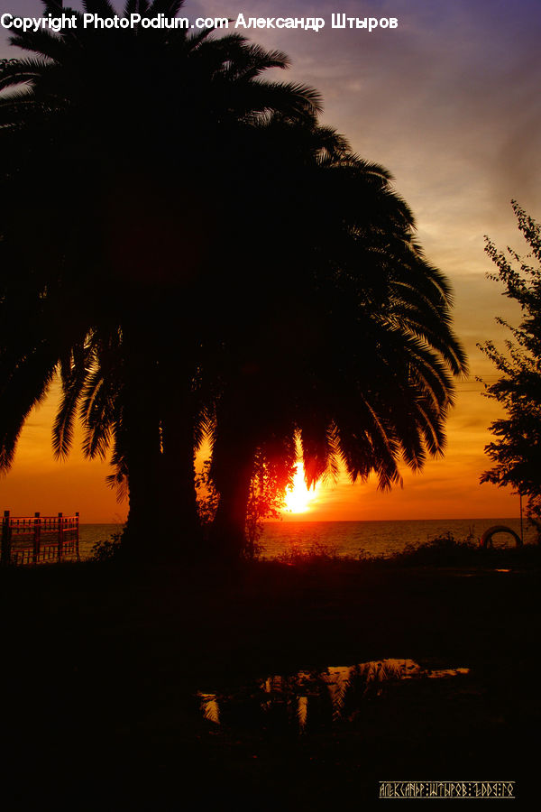 Palm Tree, Plant, Tree, Dusk, Outdoors, Sky, Sunlight
