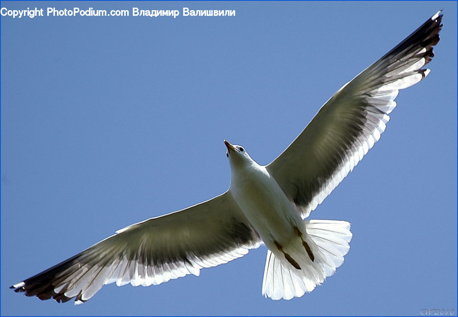Bird, Seagull, Booby, Dove, Pigeon