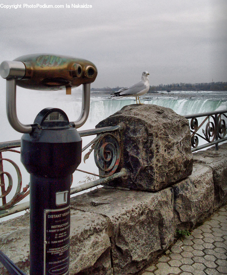 Bird, Seagull
