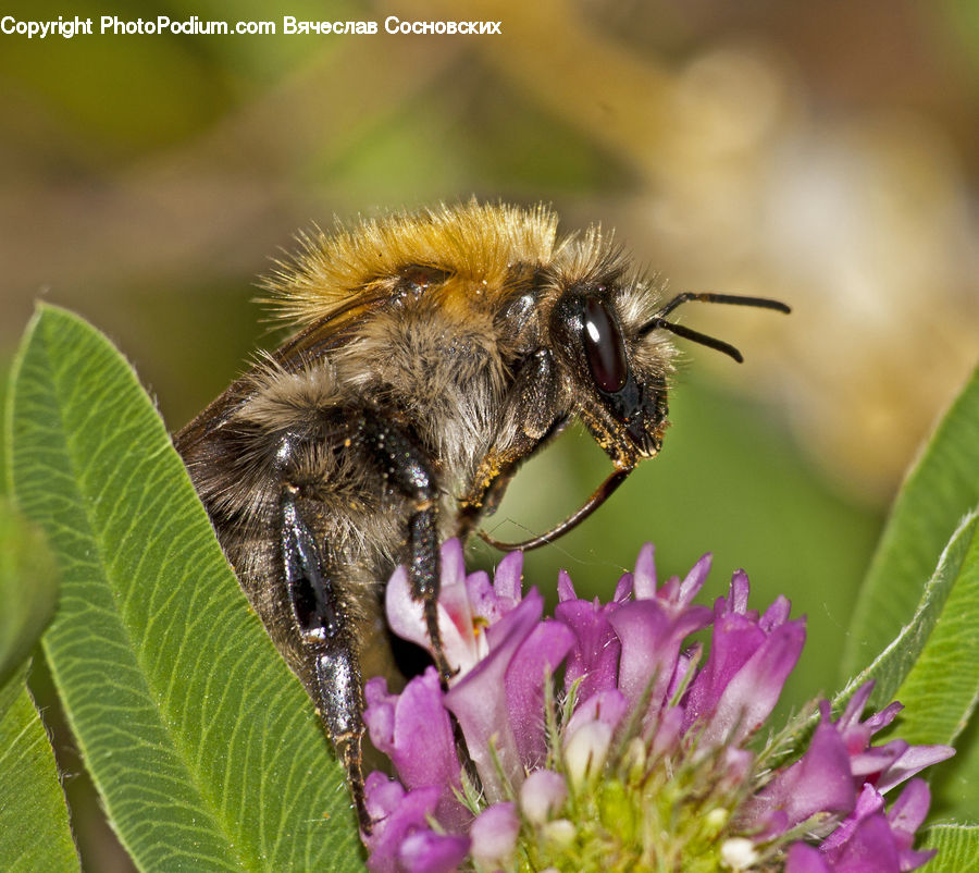 Bee, Insect, Invertebrate, Andrena, Apidae, Bumblebee, Honey Bee