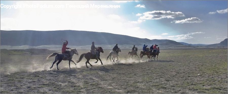 Animal, Horse, Mammal, Leisure Activities, Walking, Equestrian, Person