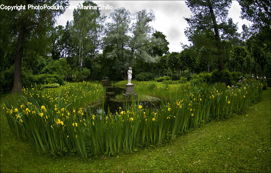 Blossom, Daffodil, Flora, Flower, Plant, Field, Grass