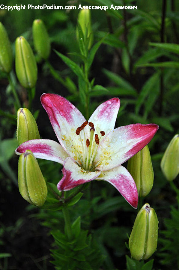 Flora, Flower, Lily, Plant, Blossom, Geranium, Fruit