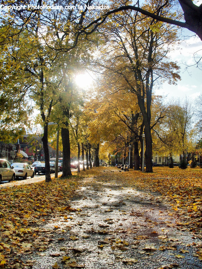 Dirt Road, Gravel, Road, Campus, Park, Flare, Light