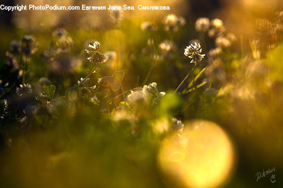 Flare, Light, Sunlight, Dill, Plant, Blossom, Flora