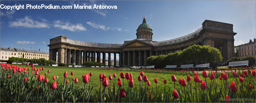 Blossom, Flora, Flower, Plant, Tulip, Architecture, Dome