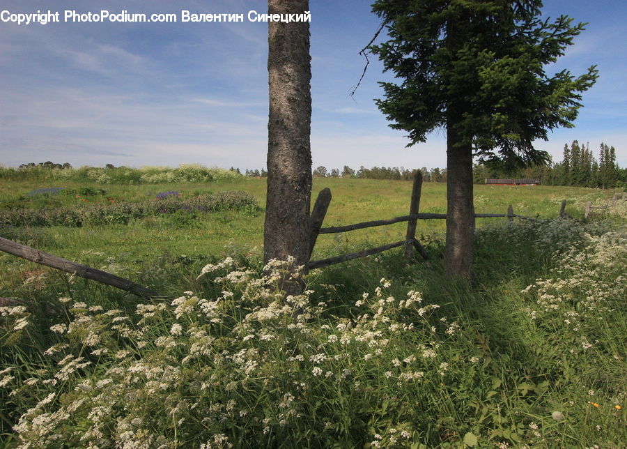 Grassland, Mound, Field, Grass, Land, Outdoors, Plant