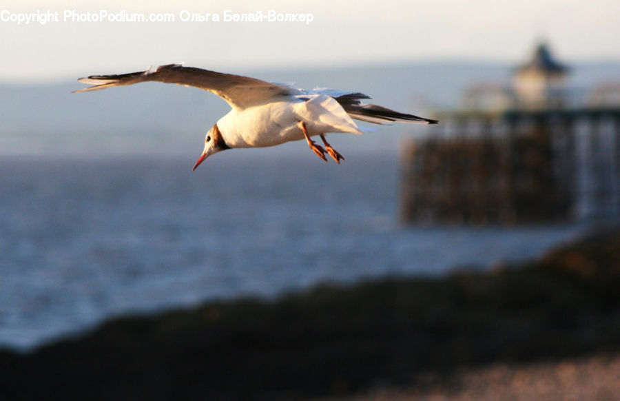Bird, Seagull, Duck, Mallard, Waterfowl, Albatross, Crane Bird