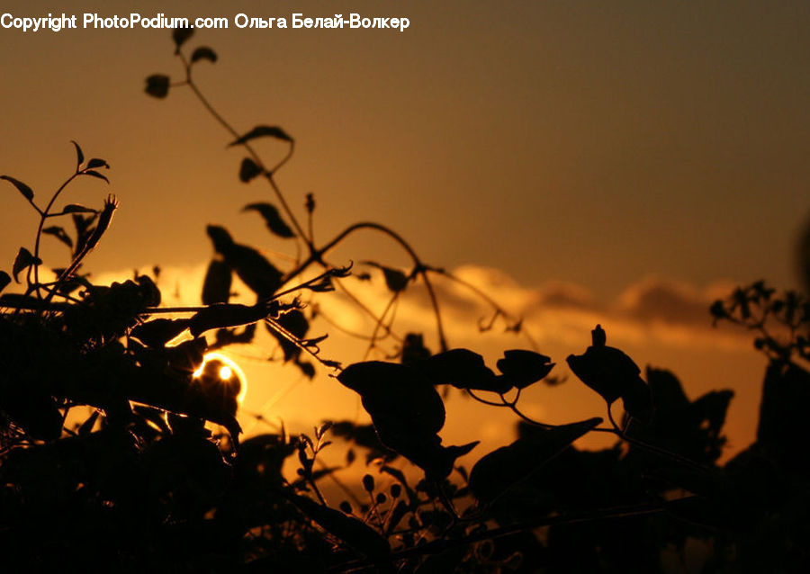 Plant, Potted Plant, Silhouette, Dawn, Dusk, Red Sky, Sky