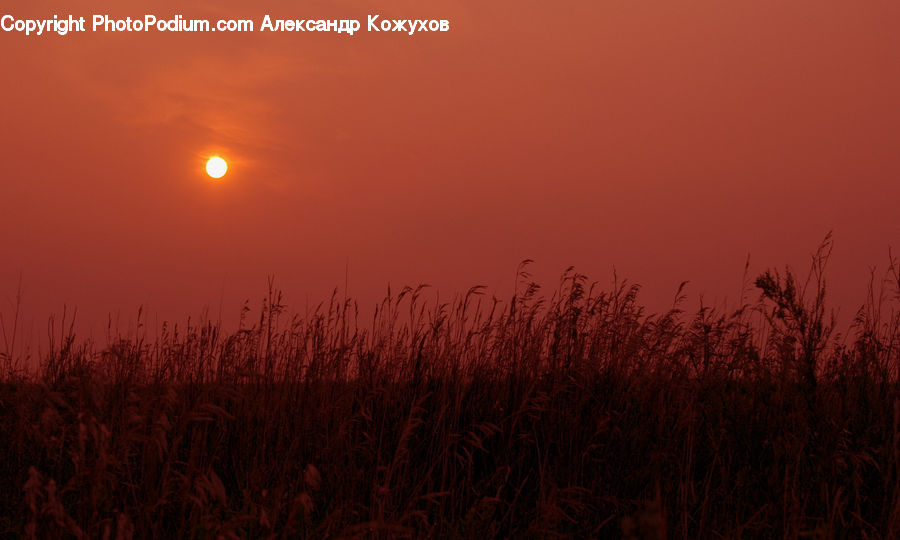 Dawn, Dusk, Sky, Sunrise, Sunset, Red Sky, Field