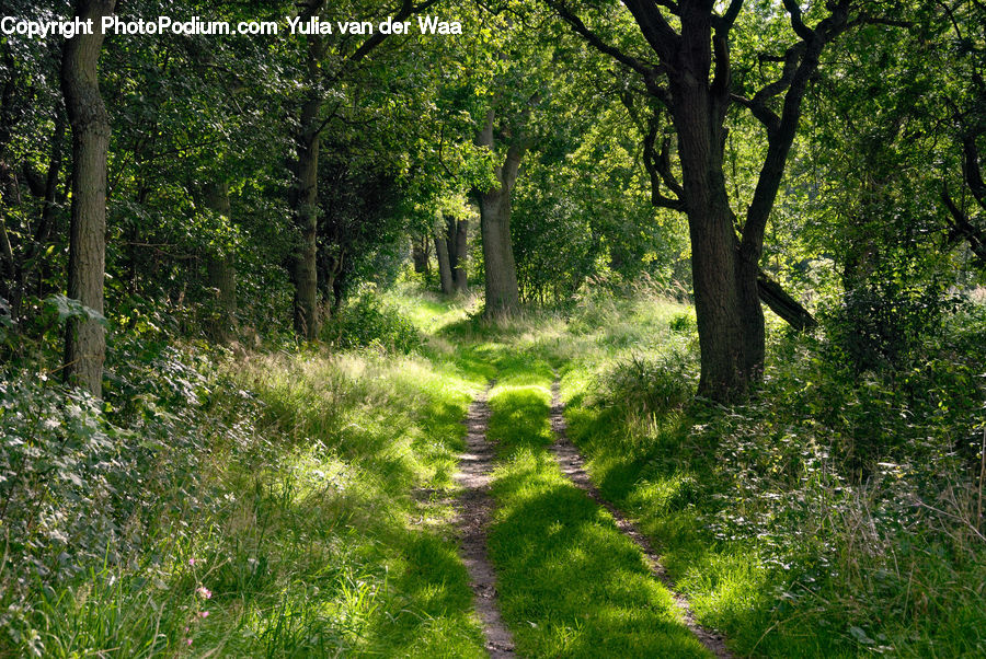 Dirt Road, Gravel, Road, Forest, Vegetation, Grove, Land