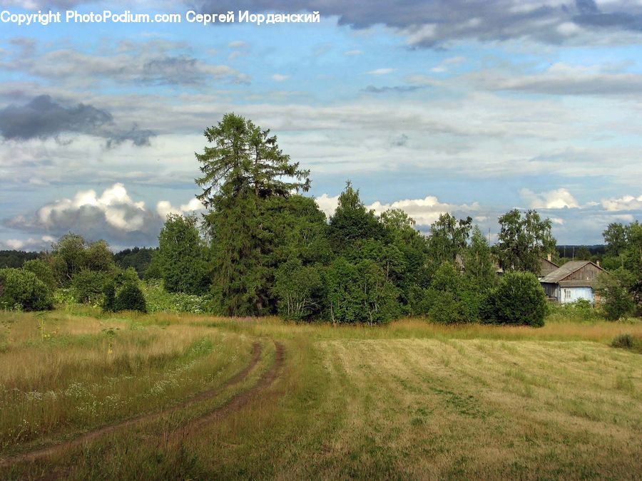 Dirt Road, Gravel, Road, Field, Grass, Grassland, Land