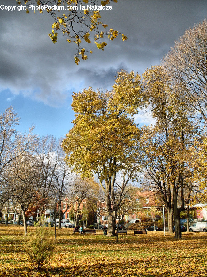 Park, Blossom, Flora, Flower, Plant, Tree, Campus
