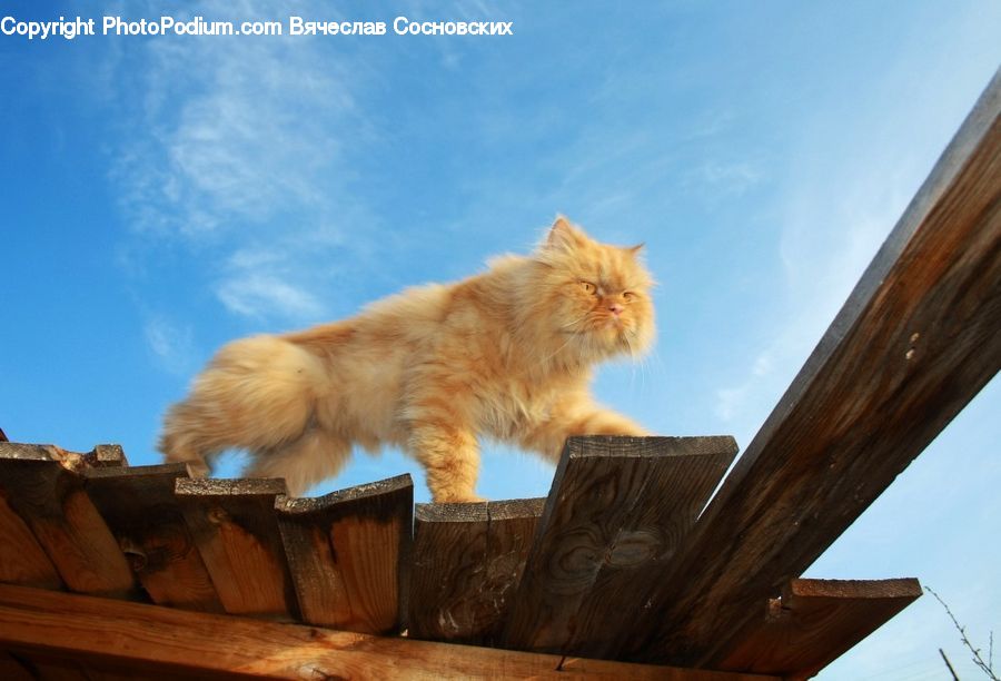 Animal, Canine, Dog, Golden Retriever, Mammal, Pet, Bench