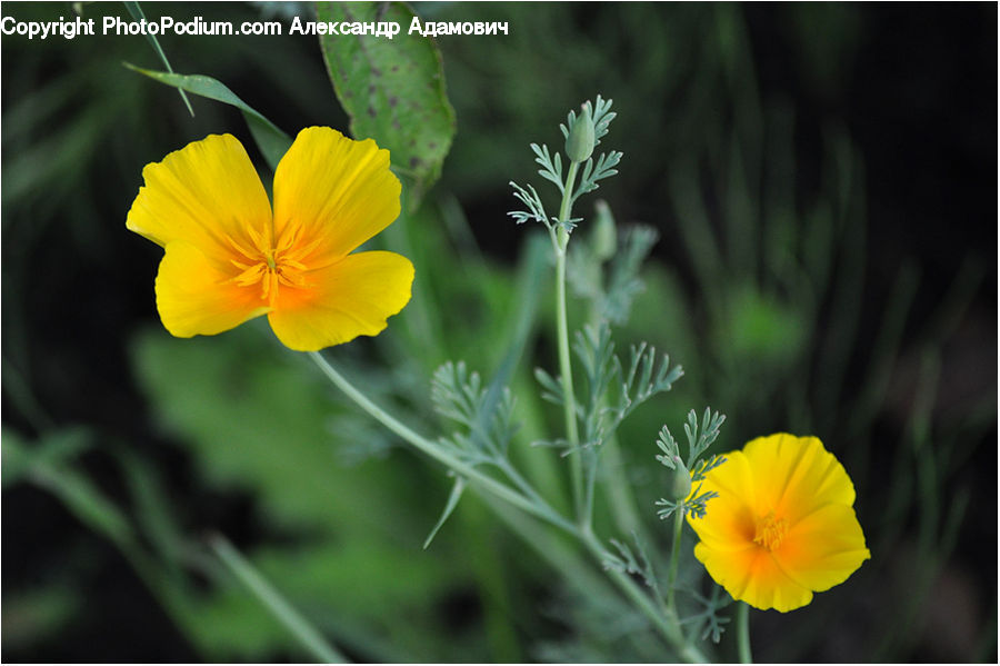 Blossom, Flora, Flower, Plant, Poppy, Cosmos, Fiber