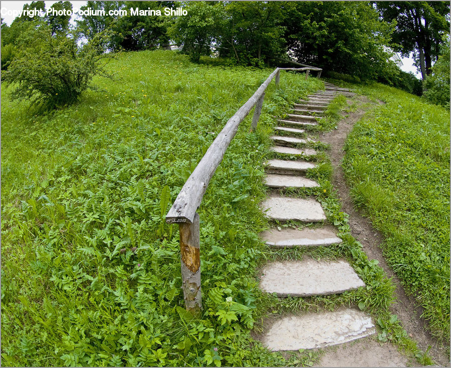 Path, Road, Walkway, Gravel, Blossom, Flora