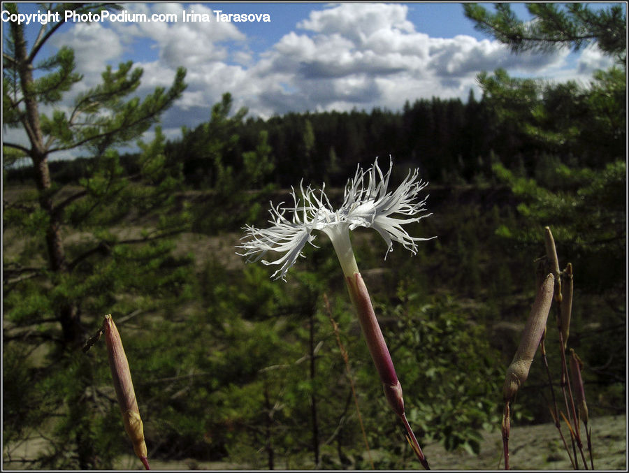Dandelion, Flower, Plant, Palm Tree, Tree, Blossom, Flora