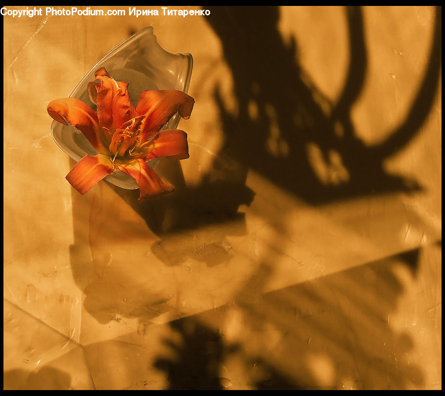 Flora, Flower, Gladiolus, Plant, Gift, Flower Arrangement, Flower Bouquet