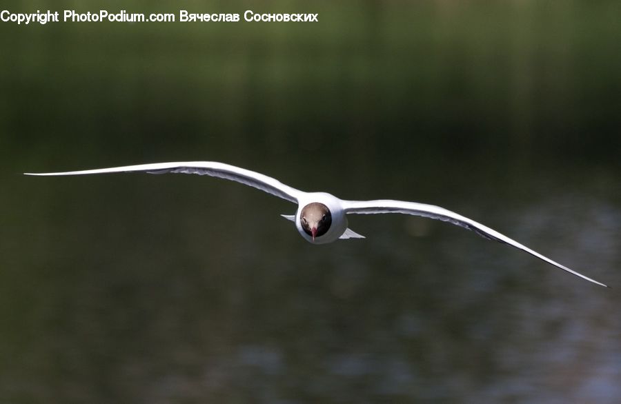 Bird, Seagull