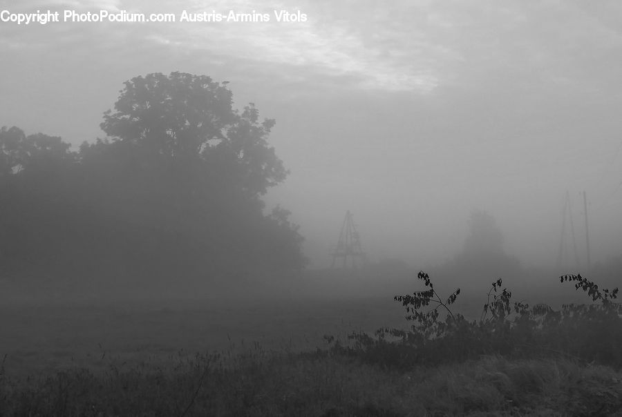 Fog, Forest, Jungle, Rainforest, Vegetation, Plant, Tree