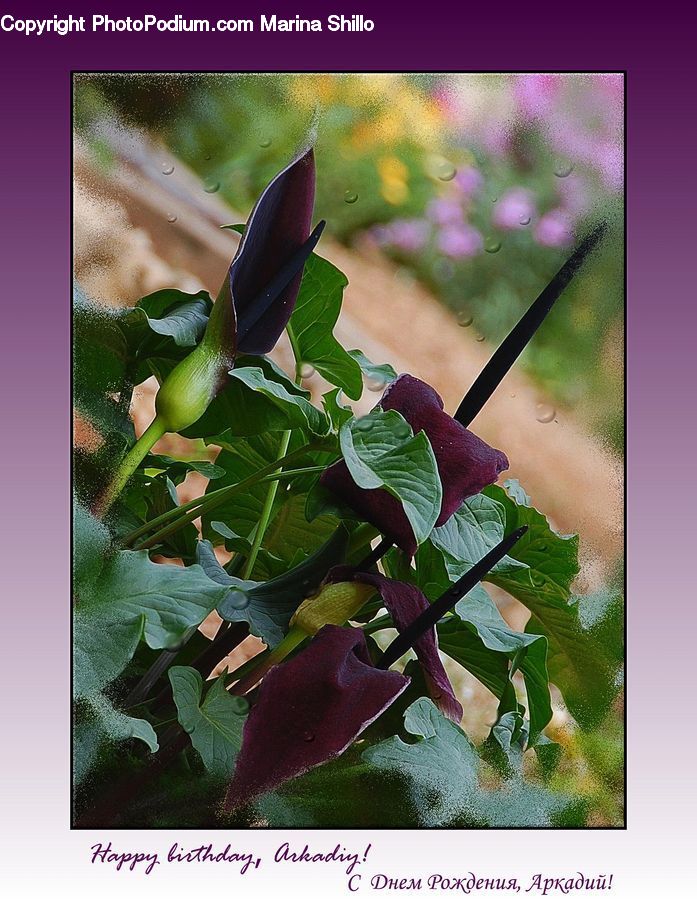 Collage, Poster, Acanthaceae, Annonaceae, Blossom, Flora, Plant
