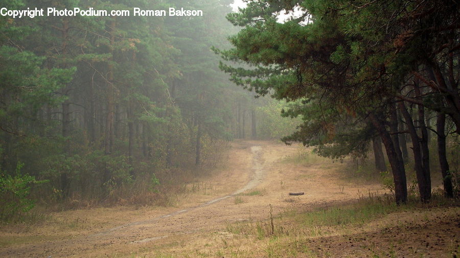 Dirt Road, Gravel, Road, Plant, Tree, Forest, Vegetation