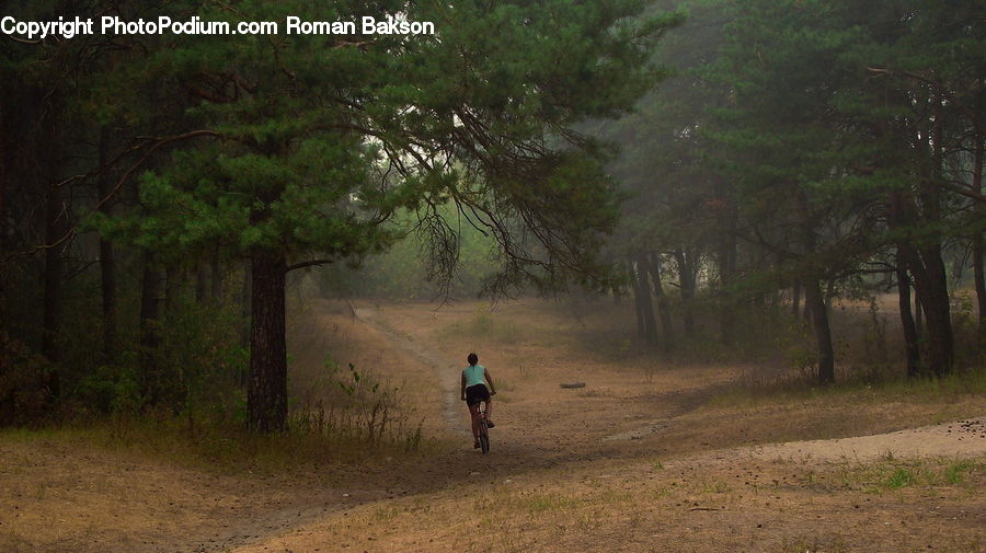 Bicycle, Gravel, Road, Conifer, Fir, Plant, Tree