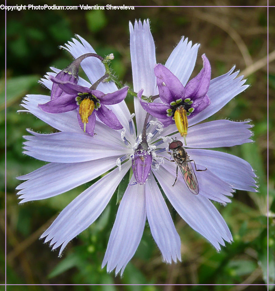 Blossom, Flora, Flower, Plant, Asilidae, Insect, Invertebrate