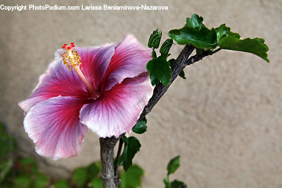 Blossom, Flora, Flower, Geranium, Plant, Hibiscus, Poppy