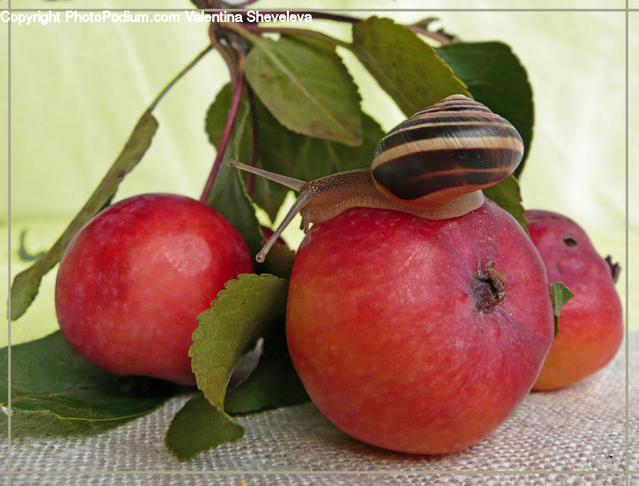 Fruit, Cherry