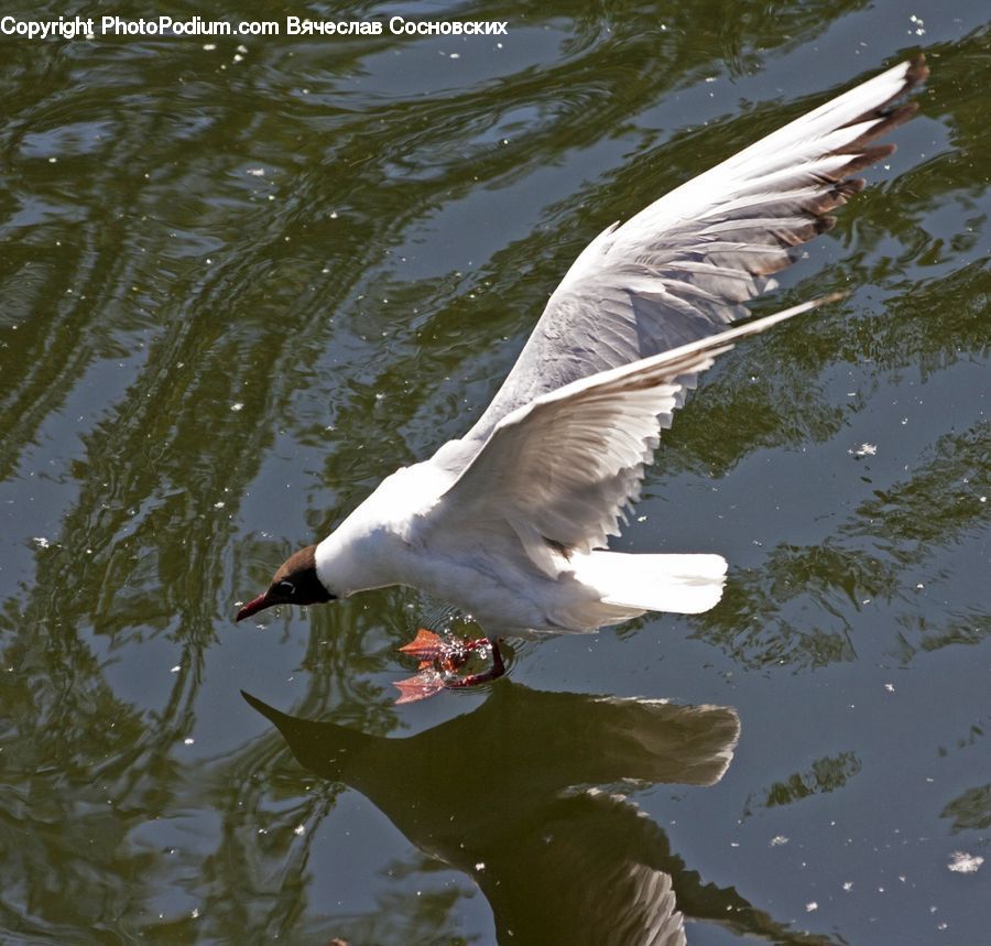 Bird, Crane Bird, Heron, Waterfowl, Goose, Outdoors, Pond