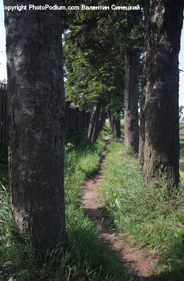Fir, Forest, Grove, Vegetation, Dirt Road, Gravel, Road