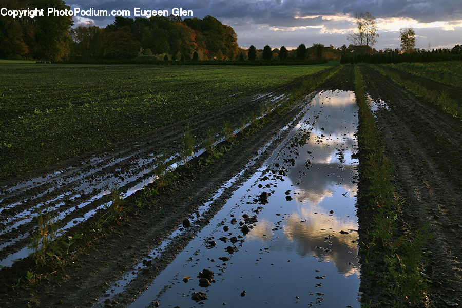 Ditch, Plant, Potted Plant, Field, Grass, Grassland, Meadow