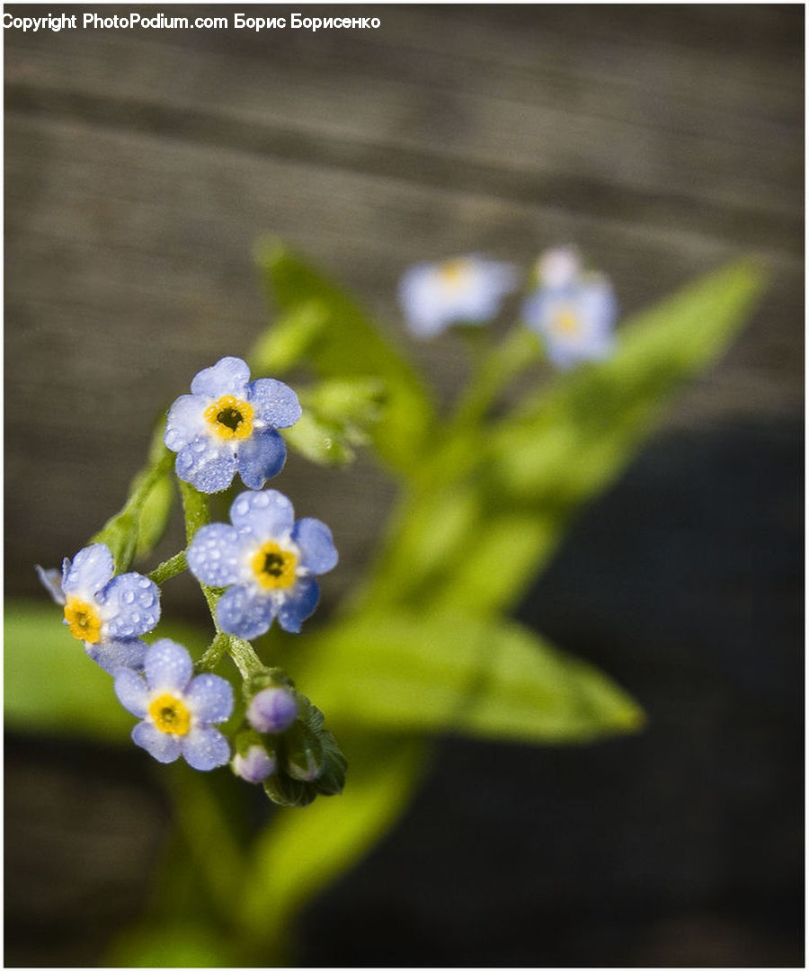 Blossom, Flora, Flower, Plant, Anemone, Fiber, Flax