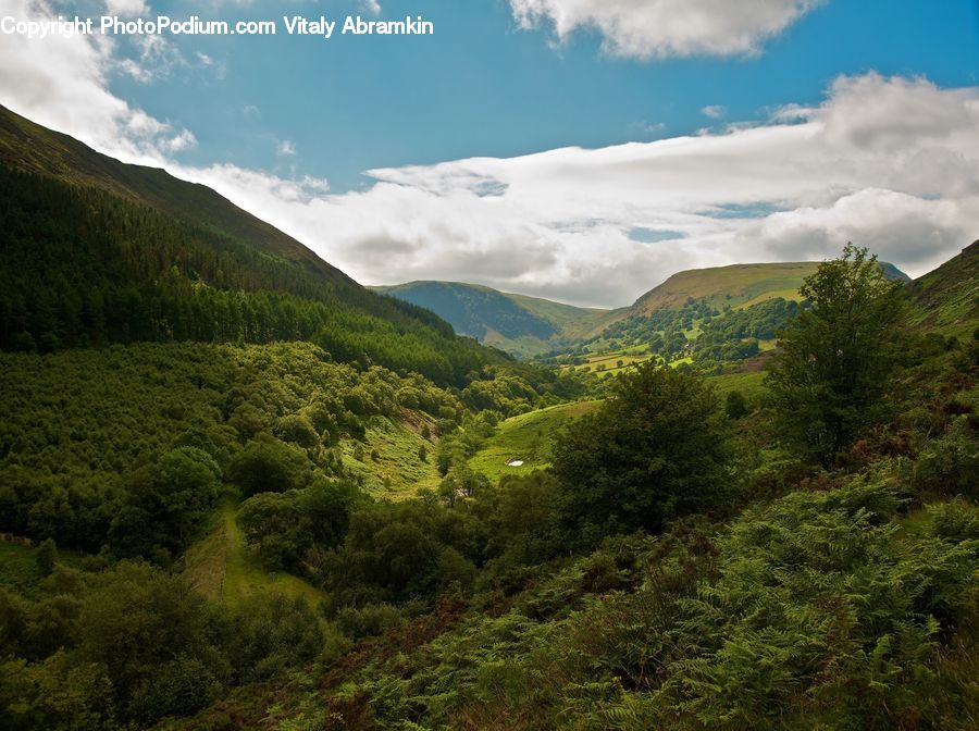 Countryside, Hill, Outdoors, Bush, Plant, Vegetation, Field