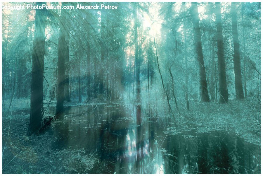 Forest, Vegetation, Underwater, Water, Conifer, Fir, Plant