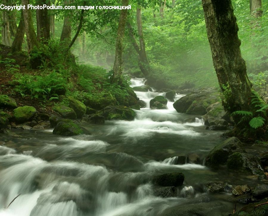 Creek, Outdoors, River, Water, Forest, Jungle, Rainforest