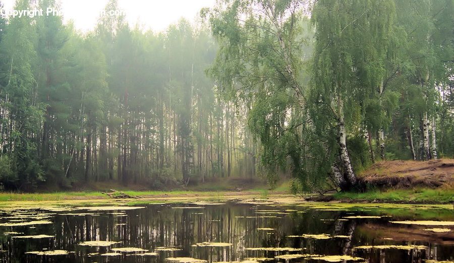 Land, Marsh, Outdoors, Swamp, Water, Fir, Forest