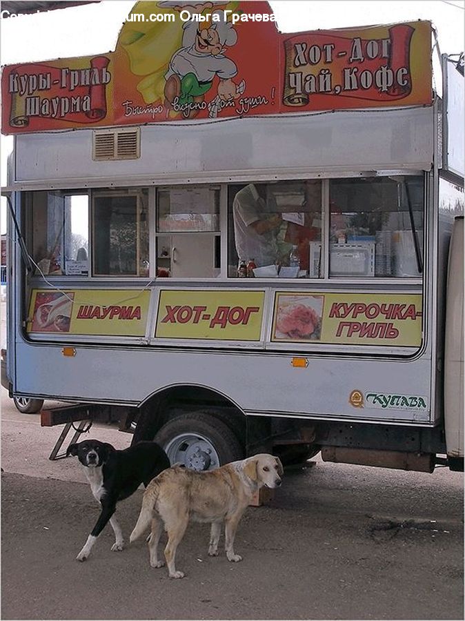 Bus, Vehicle, Animal, Canine, Dog, Mammal, Pet