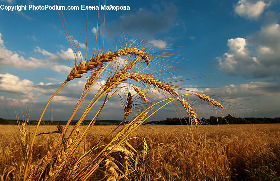 Grain, Wheat, Field, Grass, Grassland, Plant