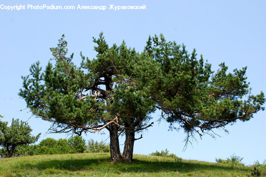 Conifer, Fir, Plant, Tree, Oak, Wood, Pine