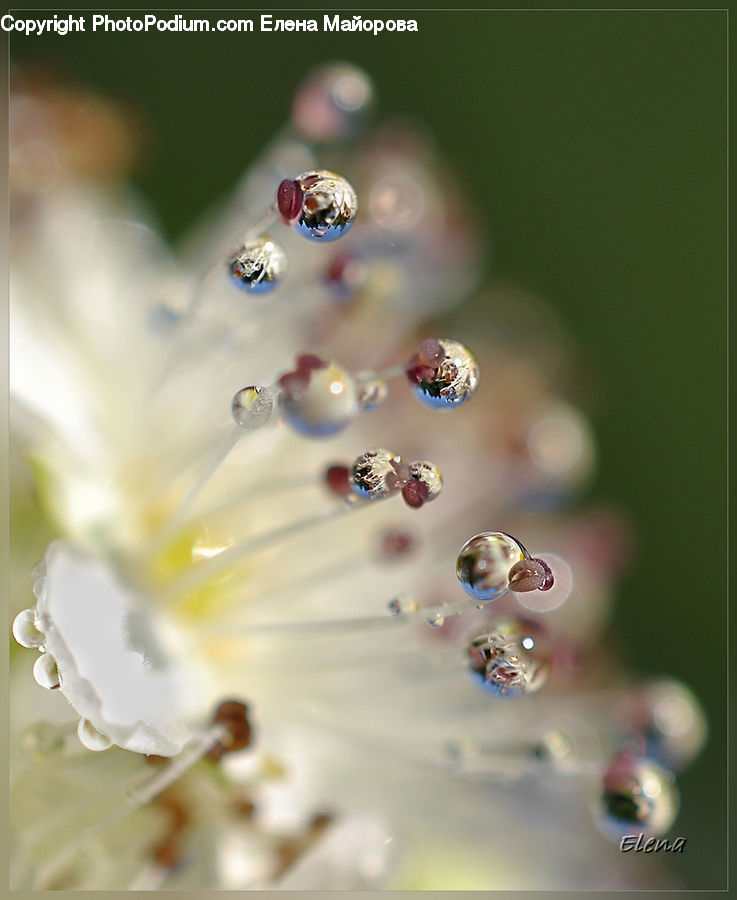 Droplet, Dill, Plant, Blossom, Flora, Flower