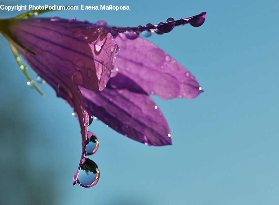 Droplet, Blossom, Flora, Flower, Geranium, Plant