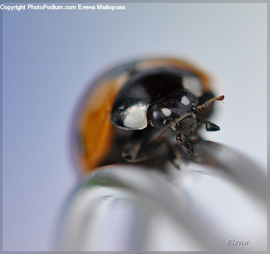 Dung Beetle, Insect, Invertebrate, Bee, Arachnid, Black Widow, Garden Spider